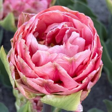 Tulipe Double Melrose