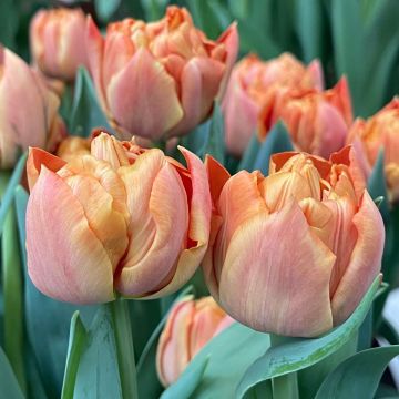 Tulipe Double Melrose