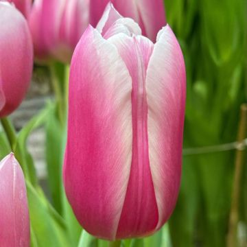 Tulipe Triomphe Holland Beauty