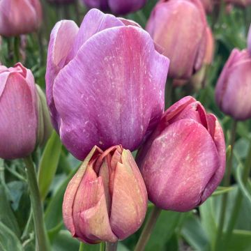 Tulipe pluriflore Blue Heaven