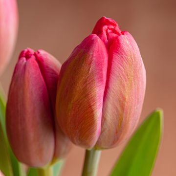 Tulipe pluriflore Happy Family