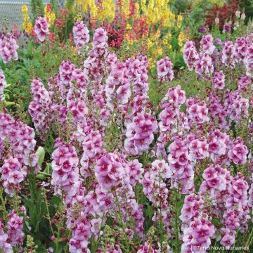 Verbascum Dark Eyes - Molène hybride