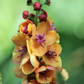 Verbascum Dark Eyes - Molène hybride