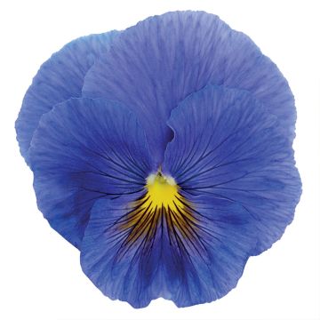 PenséeTrue Blue 
