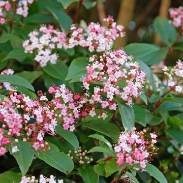 Viorne tin, Laurier tin - Viburnum tinus Gwenlian