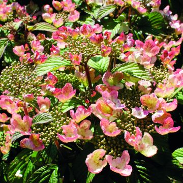 Viorne, Viburnum Plicatum Pink Beauty