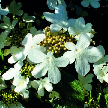 Viorne, Viburnum Plicatum Pink Beauty
