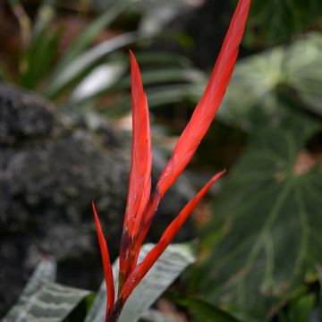 Vriesea Splendide