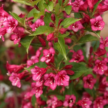 Weigela florida Big Love