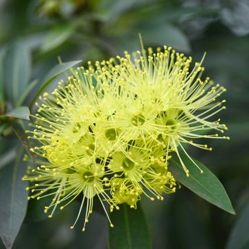 Metrosideros excelsa - Arbre de Noël de Nouvelle-Zélande