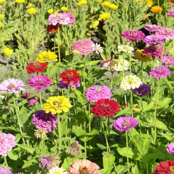 Zinnia Géant de Californie en mélange - Zinnia elegans Giant of California Mix