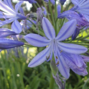 Agapanthe Sunfield