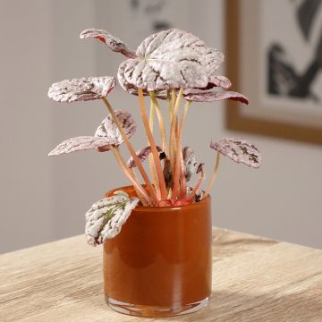 Begonia Rex Chayo