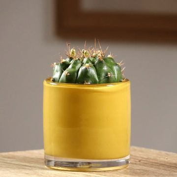 Cactus araignée - Gymnocalycium baldianum