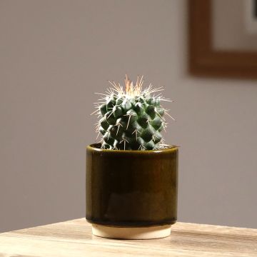 Cactus - Mammillaria baxteriana