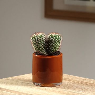 Cactus Mammillaria spinosissima f. rubrispina 