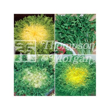 Chicorées Mélange Italien - Cichorium intybus