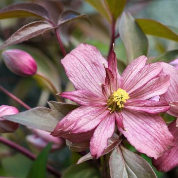 Clématite des montagnes - Clematis montana Sunrise