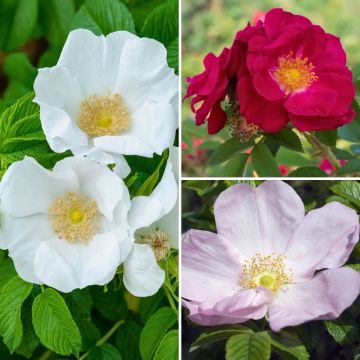 Collection 3 Rosiers David Austin