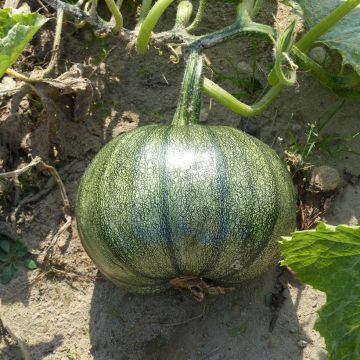 Courge Spaghetti végétal - Vilmorin