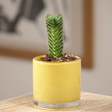 Crassula Buddha's Temple