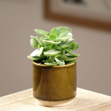 Crassula Money Maker - Arbre de Jade