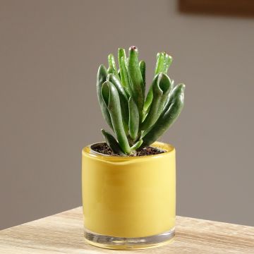 Crassula ovata Gollum (Coral) - Arbre de Jade