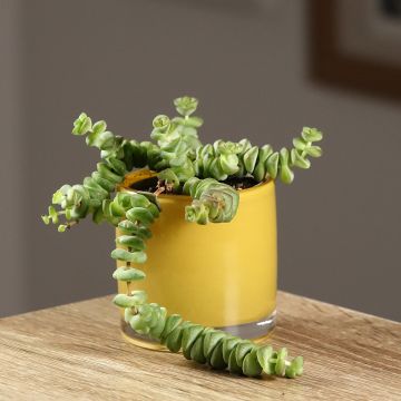 Crassula rupestris subsp. marnieriana