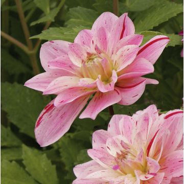 Dahlia Crystal Star