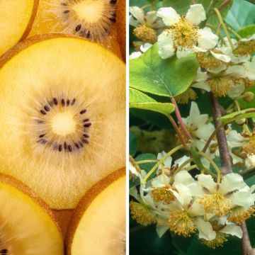 Duo Kiwi 'Minkigold' femelle et 'Minkimale'
