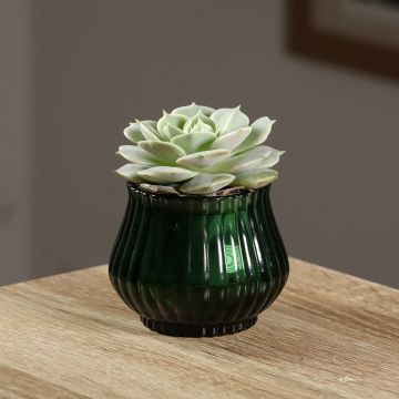 Echeveria Lola