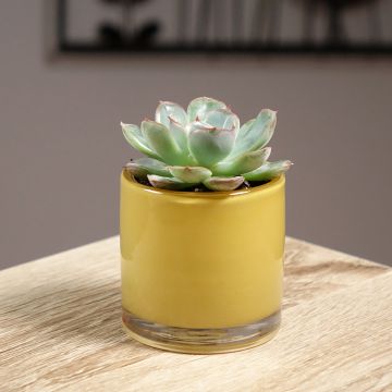 Echeveria Shira