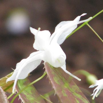 Epimedium ogisui, Fleur des elfes