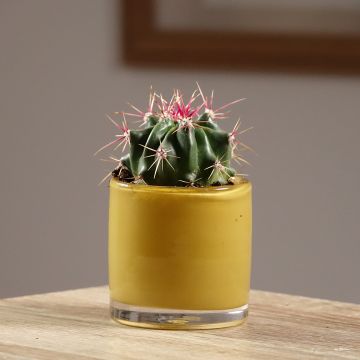 Ferocactus latispinus - Cactus tonneau