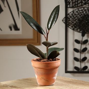 Ficus Abidjan - Caoutchouc