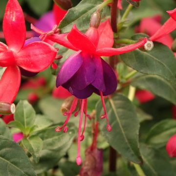 Fuchsia Bella Sacha