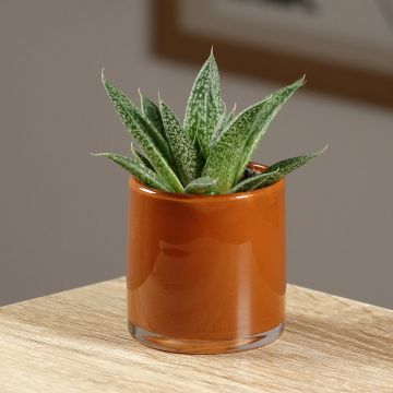 Gasteria D. Delta