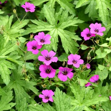 Géranium vivace Patricia
