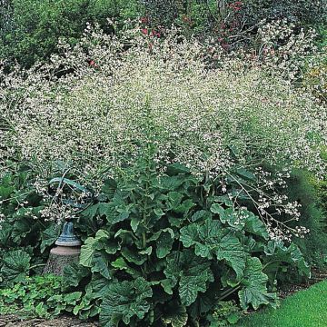 Graines de Crambe cordifolia - Chou nuage blanc