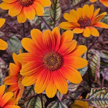 Heliopsis helianthoides Sparkling Contrast - Héliopsis faux-hélianthe