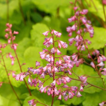 Heuchère - Heuchera Little Cuties Sweet Tart
