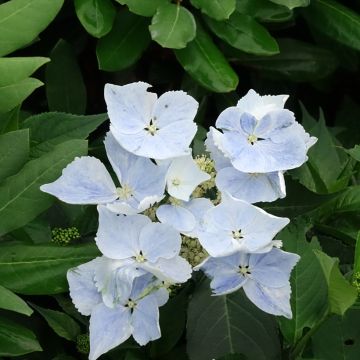 Hortensia - Hydrangea Renaissance