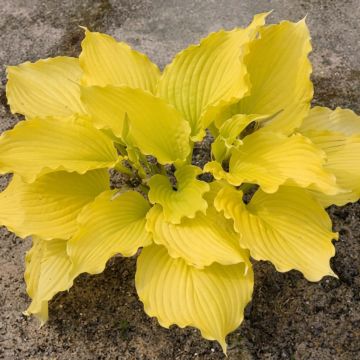 Hosta Blue Angel