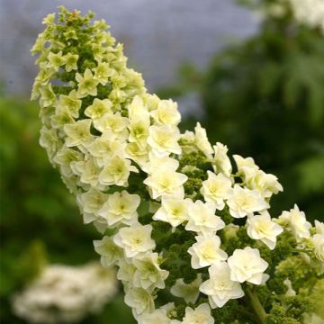 Hortensia à feuilles de chêne 'Gatsby Star '