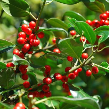Houx - Ilex rotunda Red Dot