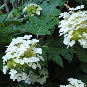 Hortensia à feuilles de chêne - Hydrangea quercifolia Sike's Dwarf