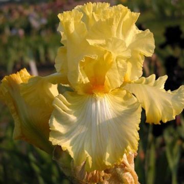 Iris germanica Big Dipper - Baardiris