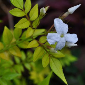 Jasmin officinal - Jasminum officinalis Aureum 