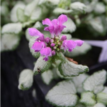 Lamium maculatum Red Nancy - Lamier maculé