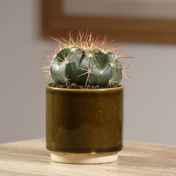 Melocactus azureus - Cactus melon